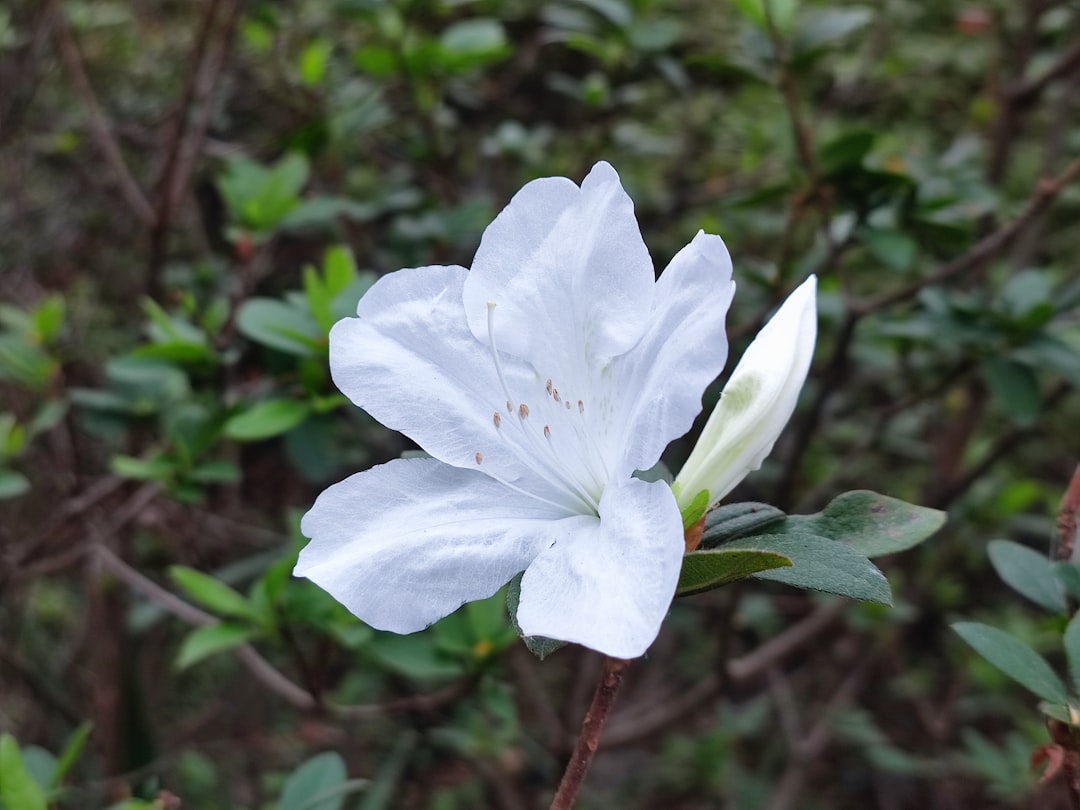entdecken sie die schönheit und vielfalt der rhododendron-pflanzen, ideal für gärten und landschaftliche gestaltung mit ihren prächtigen blüten.