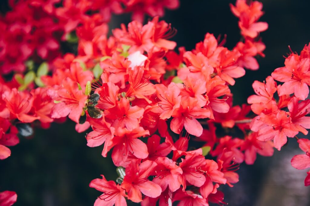 entdecken sie prächtige rhododendren: vielfältige farben, robuste pflanzen und wertvolle pflegetipps für ihren garten.
