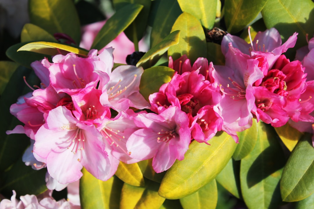 früherkennung und bekämpfung von rhododendron-viren: effektive methoden zur diagnose und kontrolle von virusinfektionen bei rhododendren.