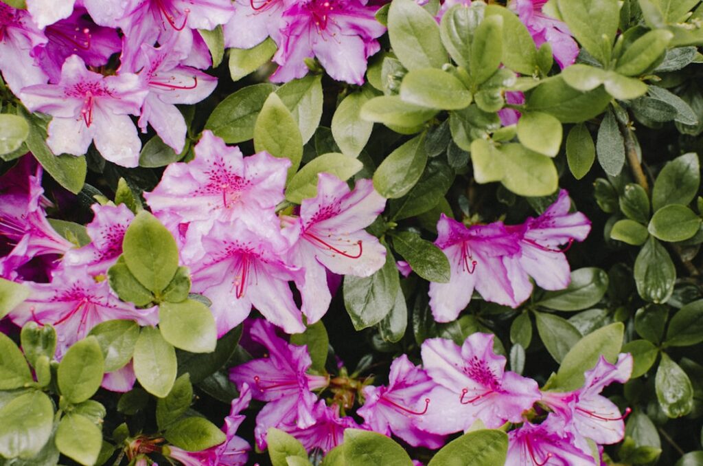 effektive methoden zur erkennung und bekämpfung von rhododendron-viren zur sicherung gesunder pflanzen und optimaler gartenpflege.
