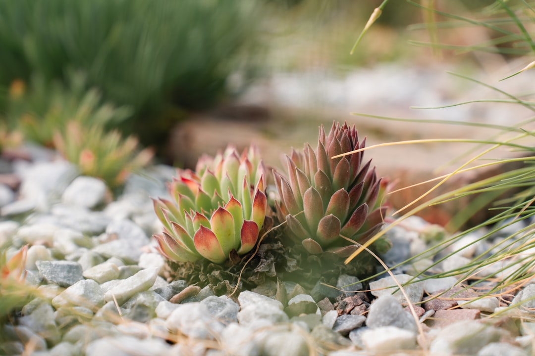 entdecken sie robuste und attraktive pflanzen für ihren steingarten, die trockenheit und sonne bestens vertragen und ihrem garten das ganze jahr über charme verleihen.
