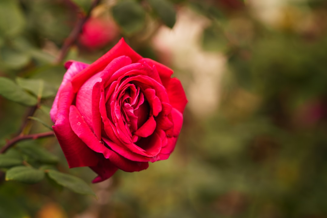 entdecken sie unser bezauberndes rosarium – ein blühendes paradies mit einer vielzahl von rosenarten für jeden gartenliebhaber.