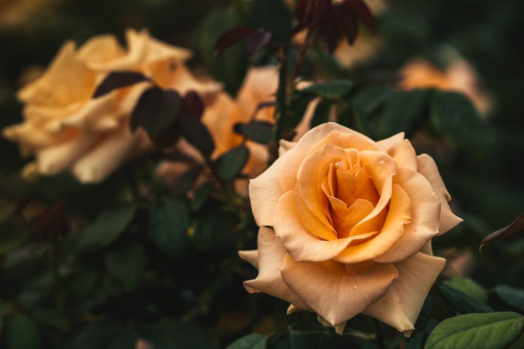entdecken sie das rosarium: ein paradies für rosenliebhaber mit einer vielfältigen sammlung prächtiger rosenarten. perfekt für naturliebhaber und gartenfreunde.