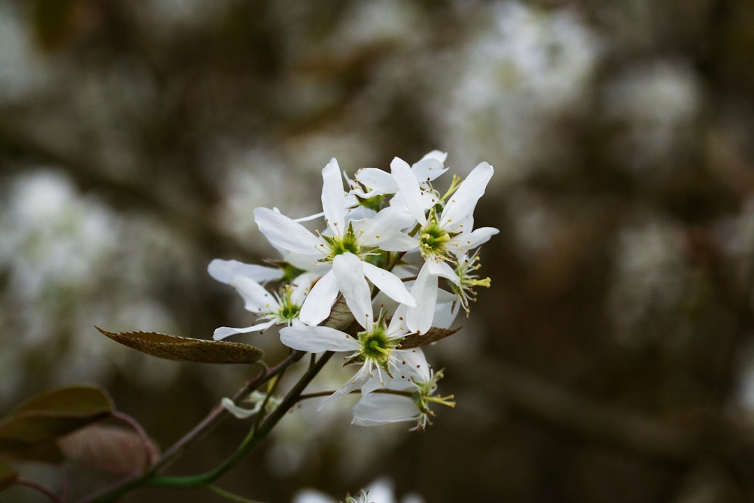 serviceberry: ein vielseitiger, essbarer strauch mit süßen beeren, ideal für gärten und natürliche landschaften.