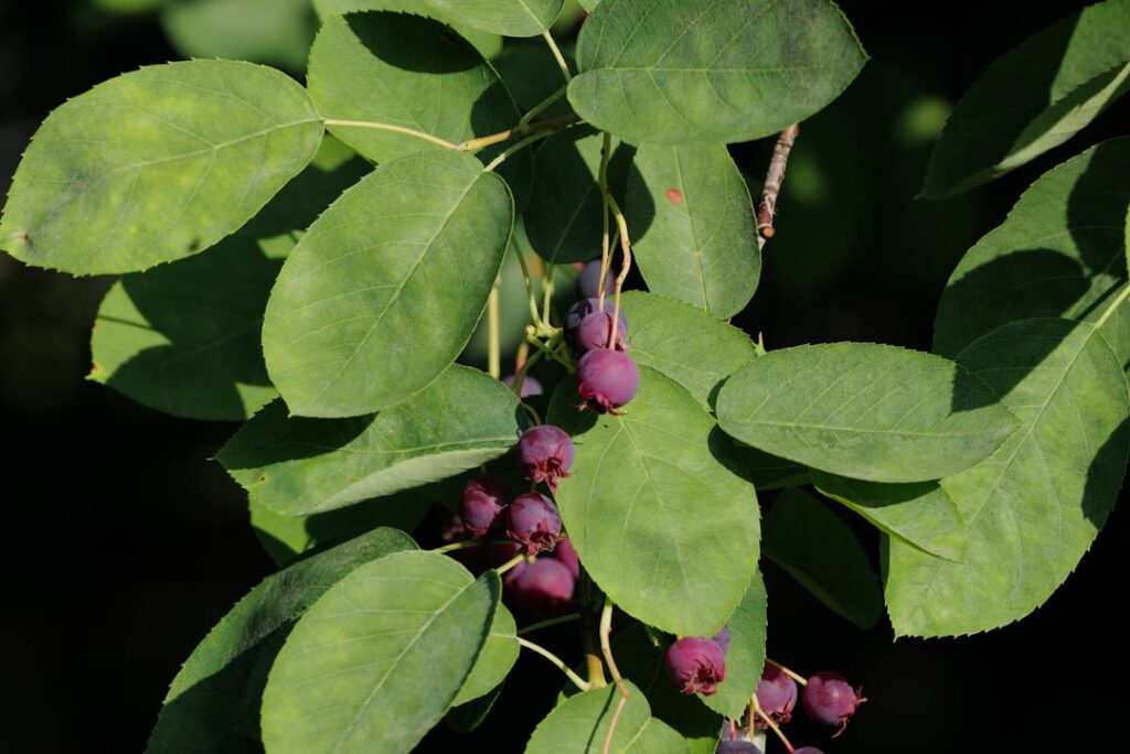 serviceberry: entdecken sie die vielseitige und dekorative pflanze mit köstlichen früchten, ideal für garten und naturfreunde.