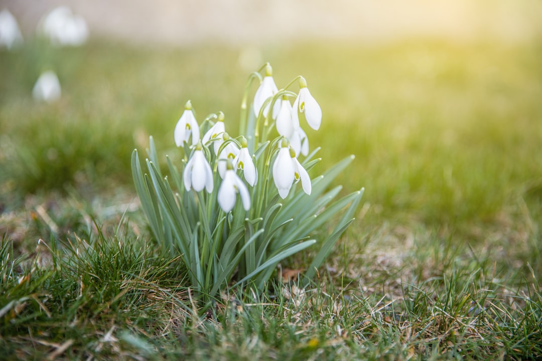 entdecken sie die schönheit der schneeglöckchen, die zarten frühlingsboten mit weißen blüten, die den winter vertreiben.