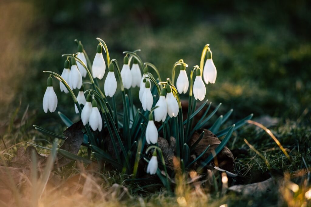entdecken sie die bezaubernden schneeglöckchen: zarte frühlingsboten mit weißen blüten, die hoffnung und neubeginn symbolisieren.