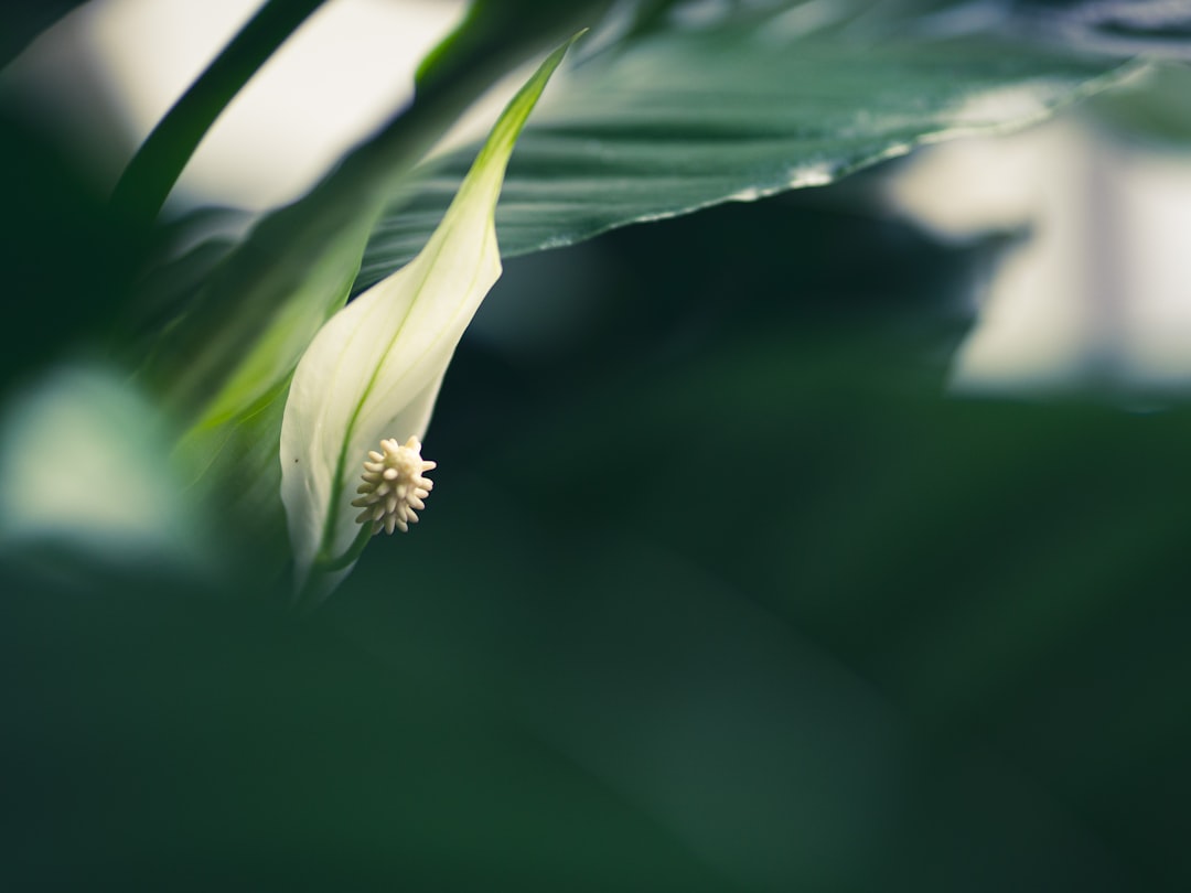 pflegehinweise für spathiphyllum: so halten sie ihre friedenslilie gesund und blühend mit optimaler bewässerung, licht und düngung.