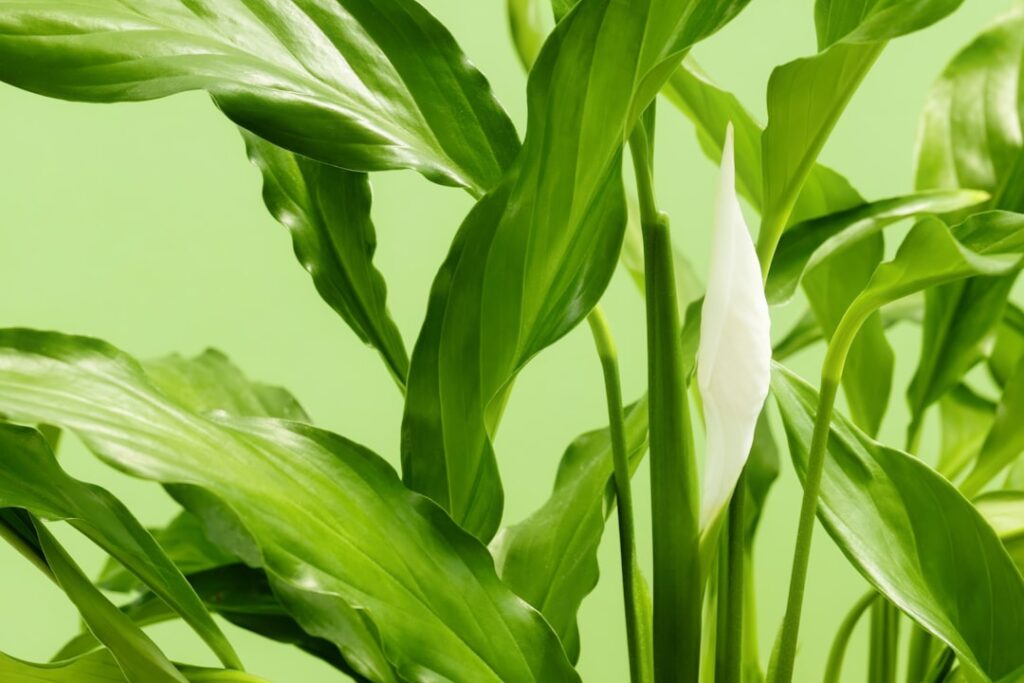 erfahren sie, wie sie ihr spathiphyllum optimal pflegen, inklusive tipps zur bewässerung, lichtverhältnissen und düngung für eine gesunde und blühende zimmerpflanze.