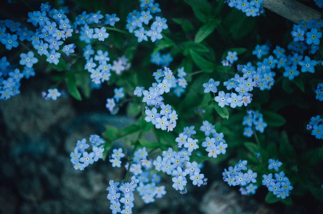 entdecken sie die schönsten sommerblumen für ihren garten – lebendige farben und sonnige akzente für die warme jahreszeit.