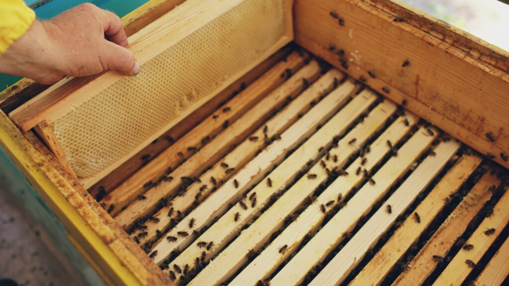 nachhaltige bienenzucht: umweltfreundliche methoden zur förderung gesunder bienenpopulationen und zur unterstützung der biodiversität.