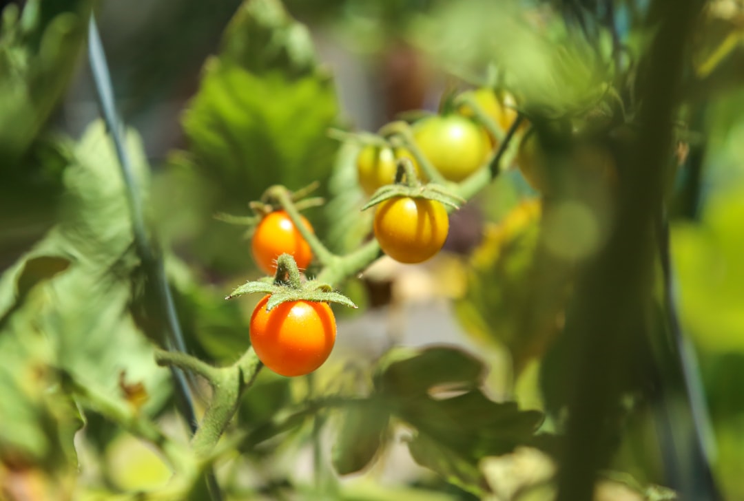 erfahren sie die besten methoden zum pflanzen von tomaten für eine reiche ernte. praktische tipps zur vorbereitung, pflanzung und pflege ihrer tomatenpflanzen.