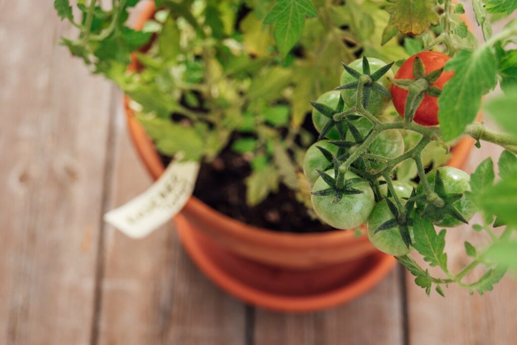 tomatenpflanzung: erfahren sie, wie sie tomaten erfolgreich anbauen, von der richtigen pflanzzeit bis zur optimalen pflege für eine reiche ernte.