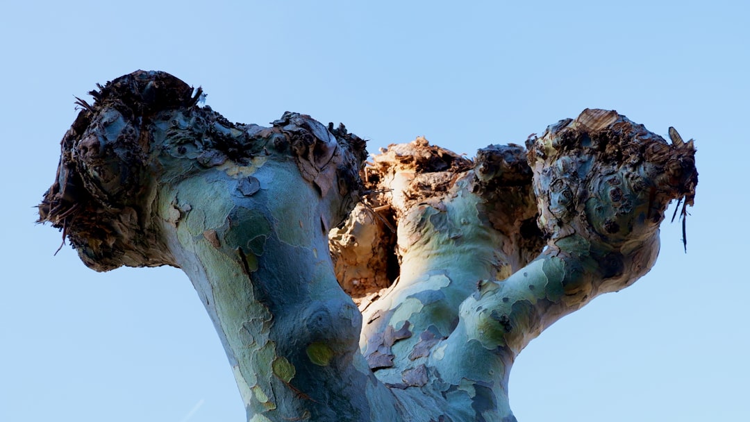 baumschnitt: professionelle methoden zur gesunderhaltung und formgebung von bäumen für ein sicheres und ästhetisches landschaftsbild.