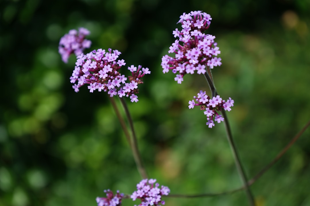 entdecken sie die vielfältigen vorteile und anwendungen von verbena, einer aromatischen pflanze mit traditionellen heilkräften und dekorativem charme.