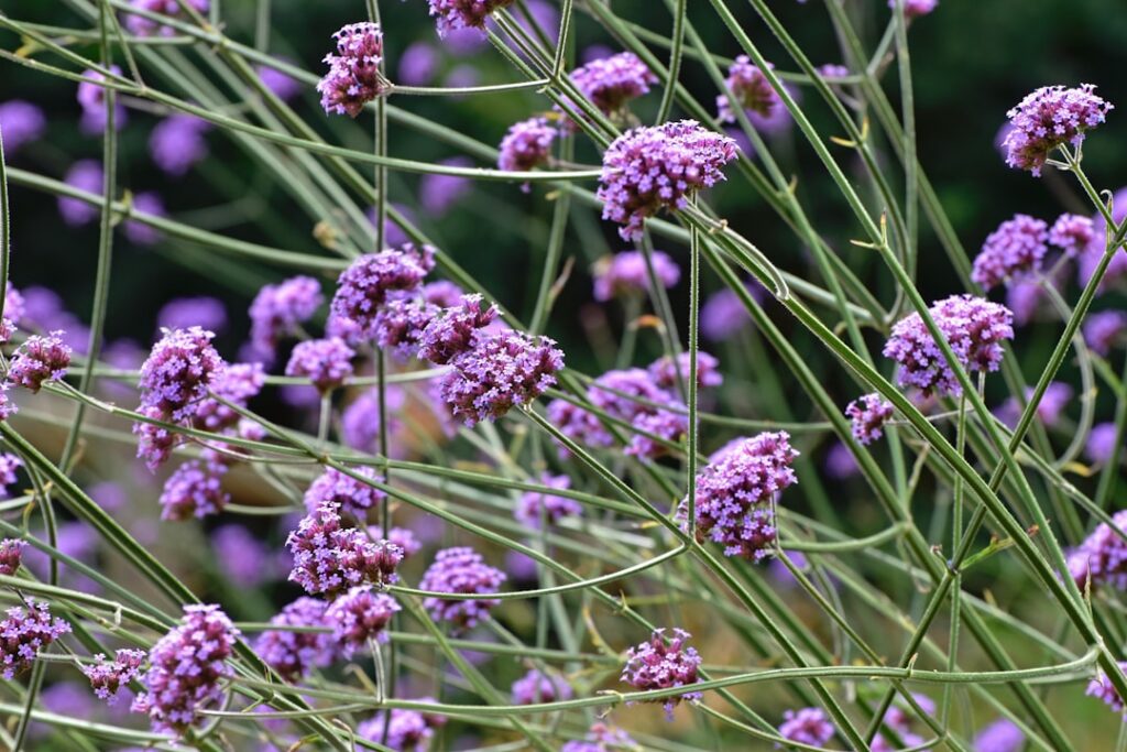entdecken sie die vielseitige verbena-pflanze, bekannt für ihre schönen blüten und heilenden eigenschaften. perfekt für garten und naturheilmittel.