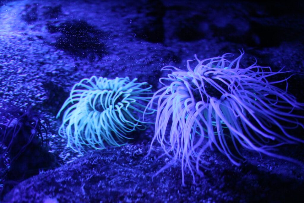 entdecken sie die faszinierende welt der anemonen: bunte blüten, vielseitige pflegehinweise und tipps für gartenliebhaber.