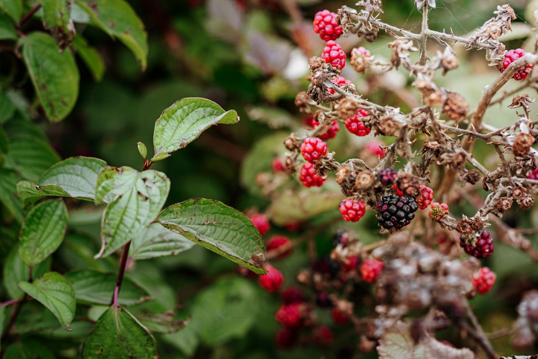 erfahren sie, wie man brombeeren richtig schneidet, um gesunde pflanzen und eine reiche ernte zu fördern. tipps zur idealen schnittzeit und -technik.