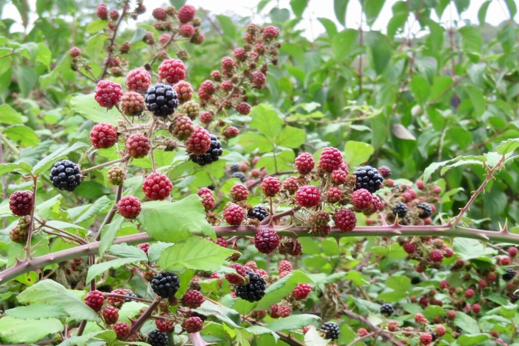erfahren sie, wie man brombeeren richtig schneidet, um gesunde pflanzen und eine reiche ernte zu fördern. tipps und techniken für den optimalen brombeerschnitt.