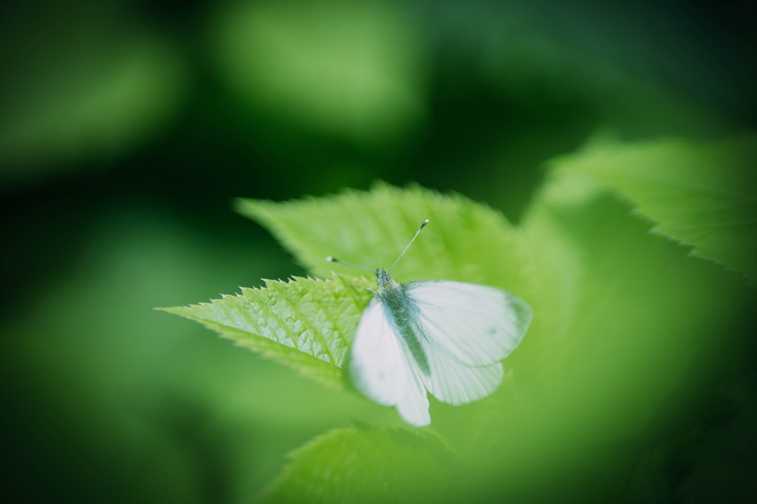 entdecken sie den kohlweißling, einen häufigen schmetterling mit weißen flügeln und schwarzen flecken, der in gärten und feldern weit verbreitet ist.
