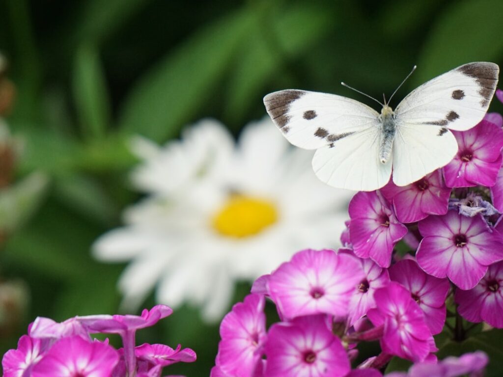 der kohlweißling ist ein weitverbreiteter, weiß gefärbter schmetterling, der häufig in gärten und auf feldern zu finden ist. er ist bekannt für seine vorliebe für kohlpflanzen.