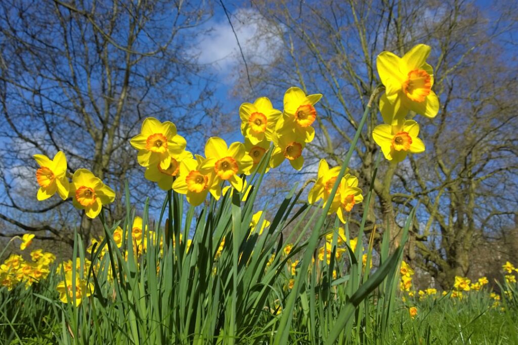 entdecken sie die schönheit der narzissen, auch bekannt als osterglocken, mit ihren leuchtend gelben blüten, die den frühling einläuten und gärten und landschaften verschönern.