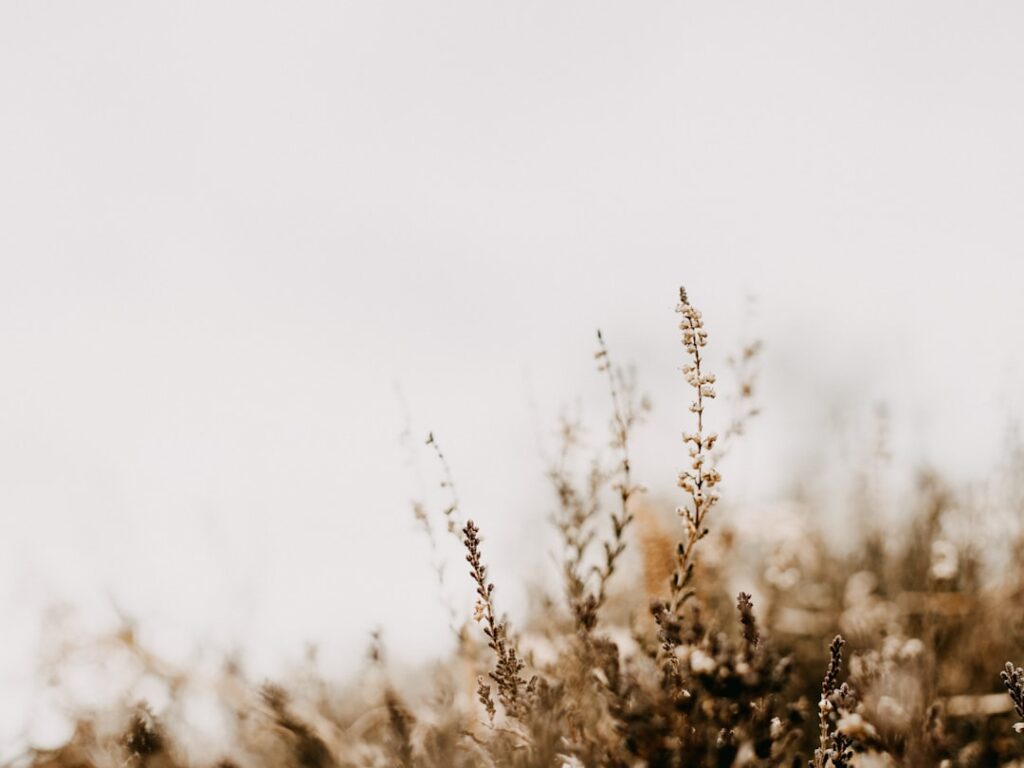 entdecken sie alles über 'heather' – von der schönheit der heidepflanze bis hin zu kulturellen bedeutungen und verwendungsmöglichkeiten.