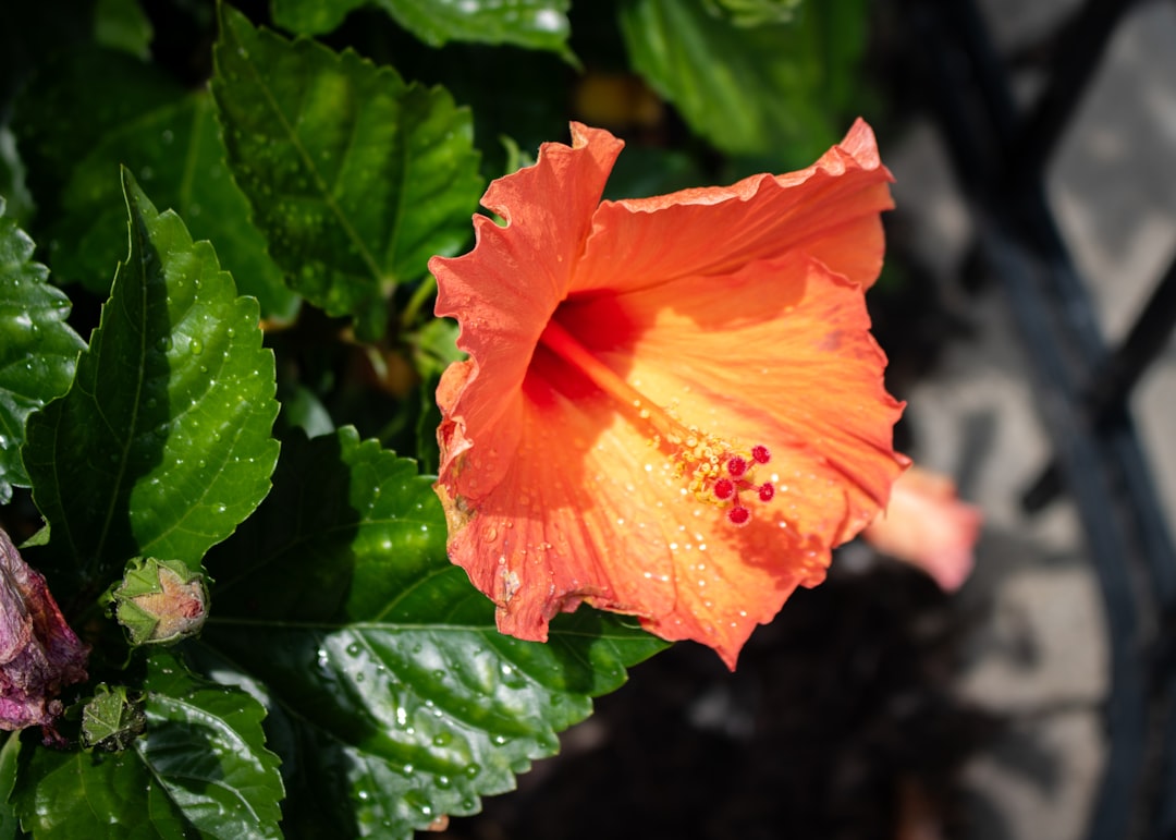 erfahren sie, wie man hibiskuspflanzen richtig zurückschneidet, um gesundes wachstum und üppige blüten zu fördern. tipps zur idealen schnittzeit und technik.