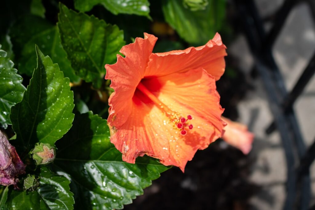 erfahren sie, wie sie hibiskuspflanzen richtig schneiden, um gesundes wachstum und üppige blüten zu fördern. tipps und techniken zur optimalen hibiskus-pflege.