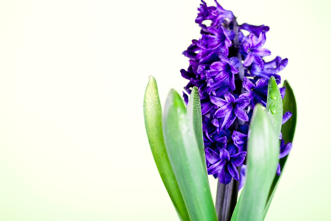 pflege von hyazinthen: tipps zur bewässerung, lichtverhältnissen und düngung für gesunde und blühfreudige blumen.