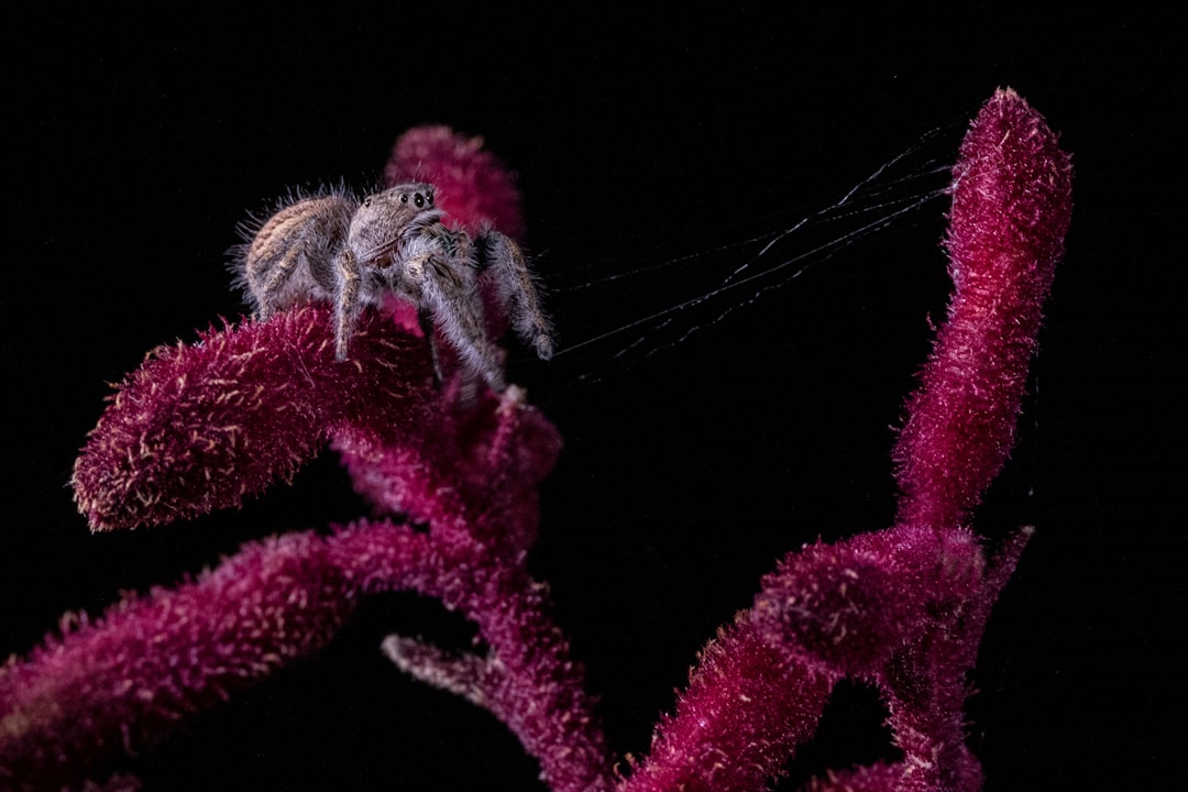 entdecken sie die faszinierende welt der springspinnen, ihre einzigartigen sprungfähigkeiten und ihr bemerkenswertes verhalten in verschiedenen lebensräumen.