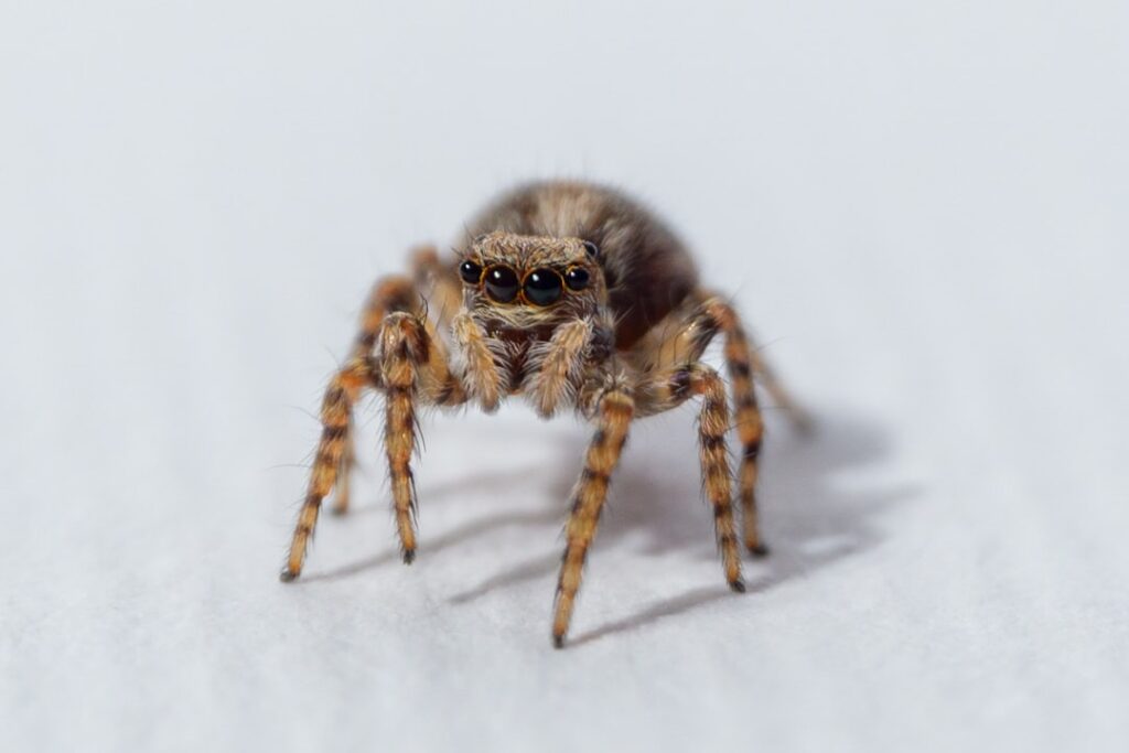 entdecken sie faszinierende informationen über die springspinne, ihre einzigartigen sprungfähigkeiten und ihr verhalten in der natur.