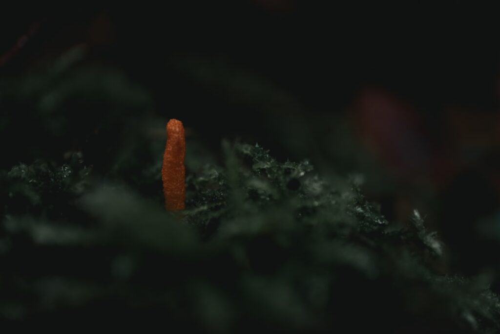 schnelle und präzise pilzbestimmung: entdecken sie tipps und expertenwissen zur sicheren identifikation von pilzen in natur und küche.