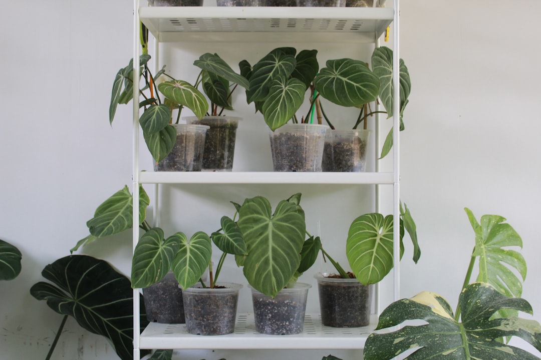 pflegehinweise für philodendron: tipps zur optimalen licht-, wasser- und düngerversorgung für gesunde und schöne zimmerpflanzen.