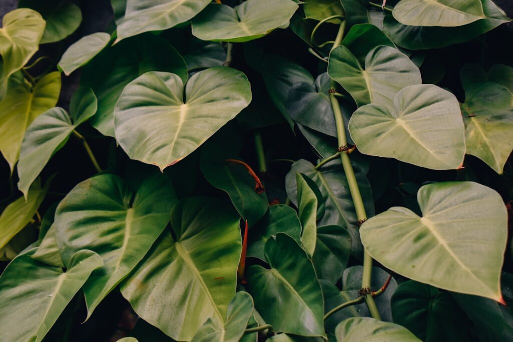 pflegen sie ihren philodendron richtig mit unseren praktischen tipps zur bewässerung, lichtverhältnissen und düngung für ein gesundes wachstum.