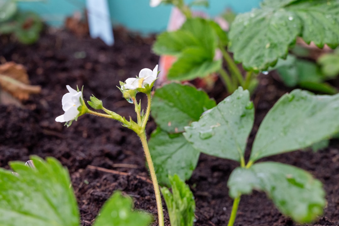 erfahren sie alles über das pflanzen von erdbeeren: tipps zur auswahl des besten standorts, pflanzmethoden und pflege für eine reichhaltige ernte.